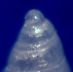 Odostomia da confermare